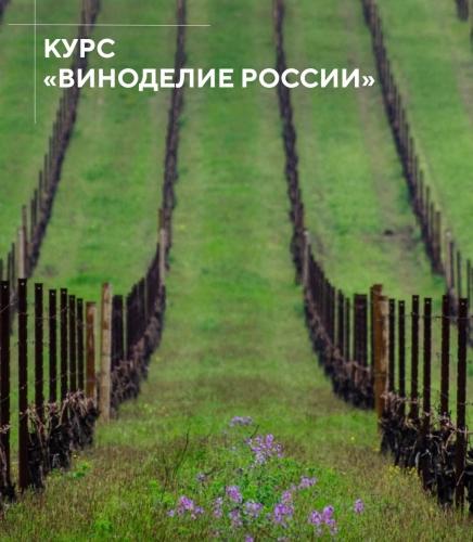 Виноделие России